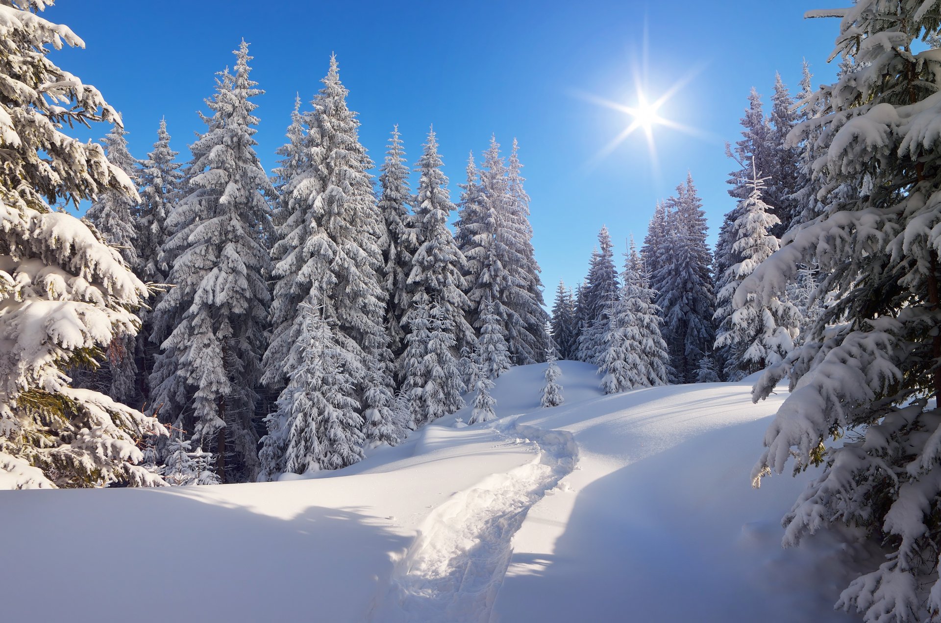 Nature Winter 4k Ultra HD Wallpaper