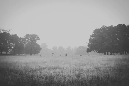 monochrome Animal deer HD Desktop Wallpaper | Background Image