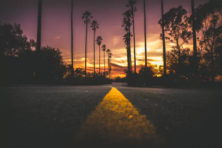 tree-lined sunset man made road HD Desktop Wallpaper | Background Image