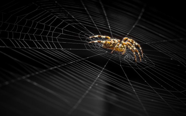 Animal Spider Spiders Spider Web Arachnid Macro HD Wallpaper | Background Image