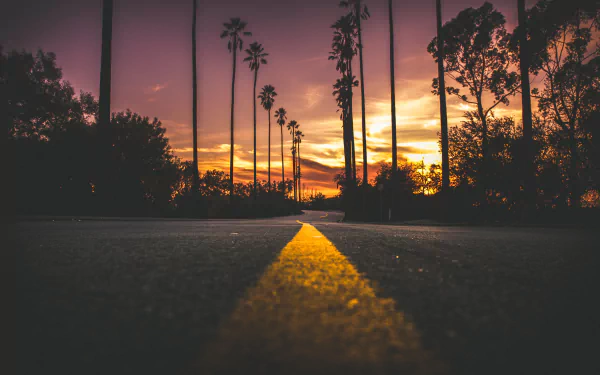 A man-made road lined with tall trees stretches toward a colorful sunset, captured in stunning 4K Ultra HD for PC desktop wallpaper and background.