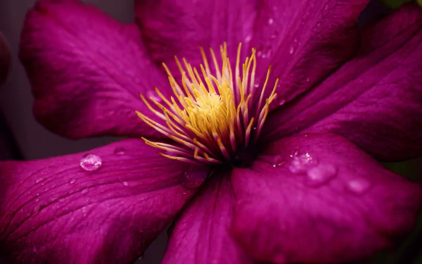  Purple Clematis