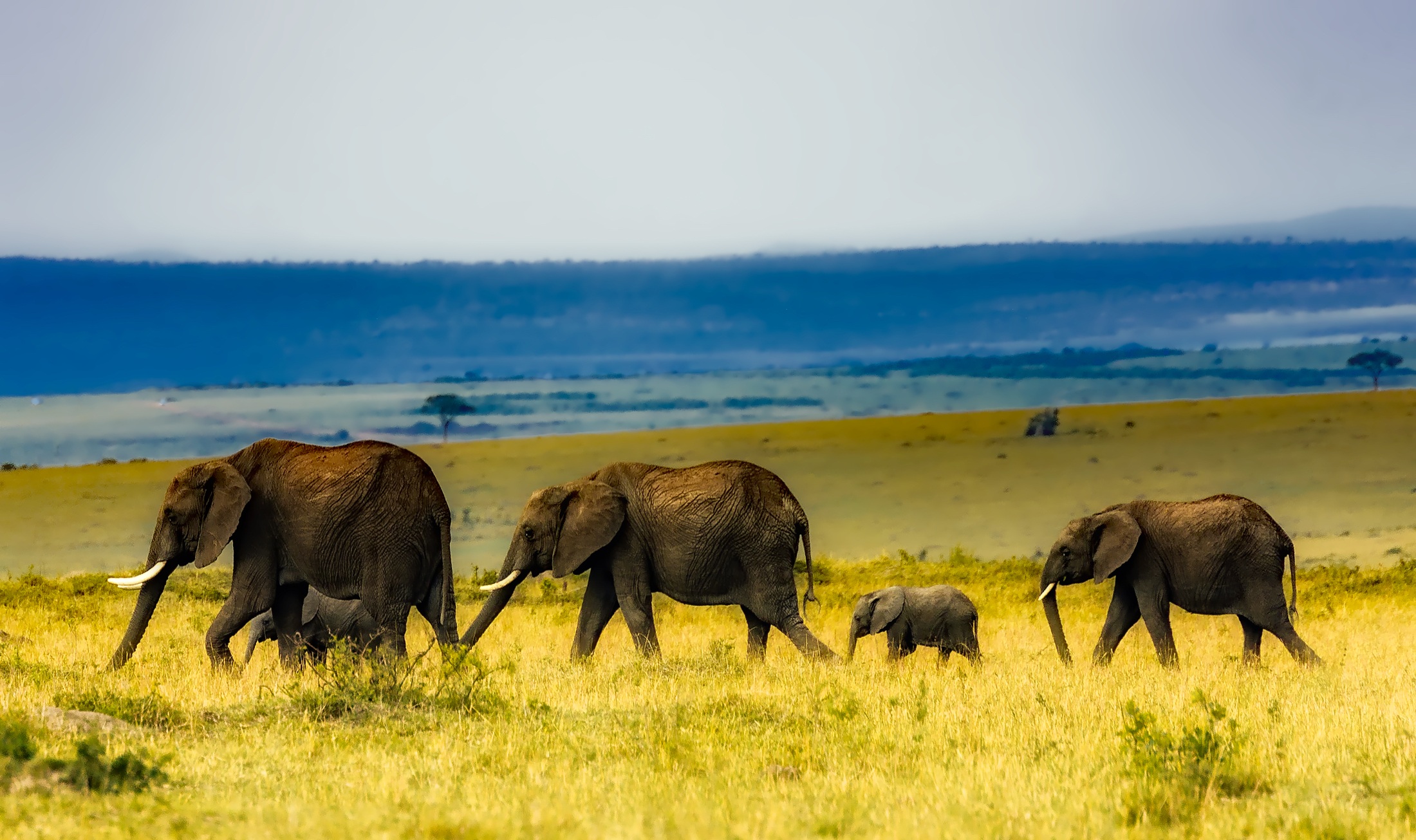 Animal African bush elephant HD Wallpaper | Background Image