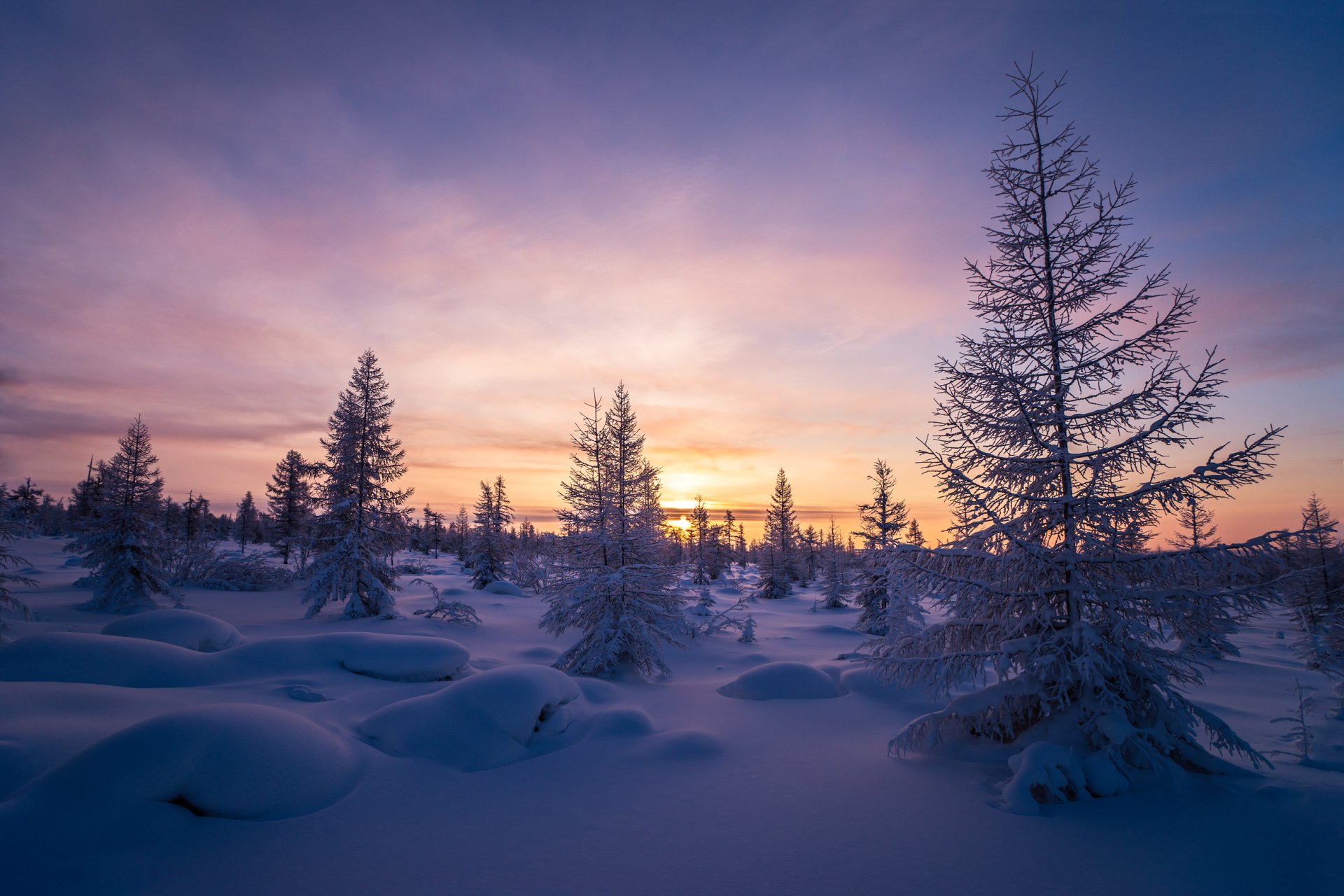 Download Sunset Tree Snow Nature Winter Winter Sunset HD Wallpaper ...