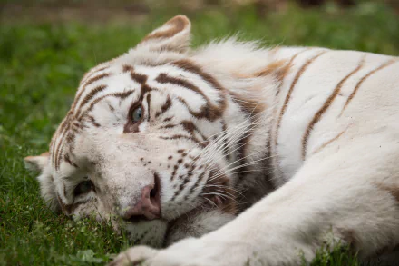 A high-definition desktop wallpaper featuring a resting white tiger, its striking stripes and piercing eyes beautifully captured as it relaxes on a grassy background.