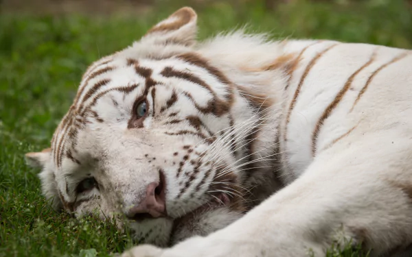 A high-definition desktop wallpaper featuring a resting white tiger, its striking stripes and piercing eyes beautifully captured as it relaxes on a grassy background.