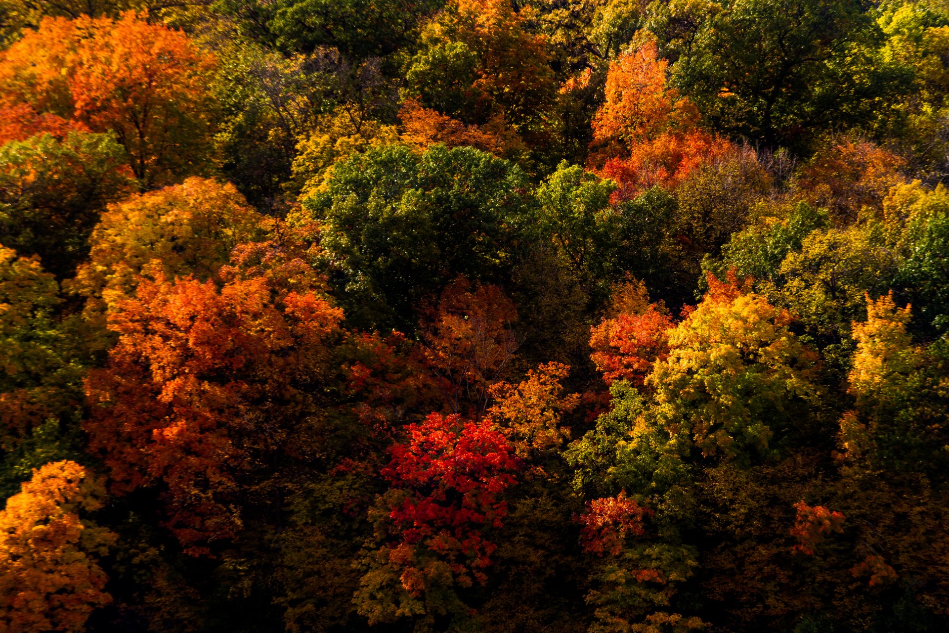 Autumn Trees