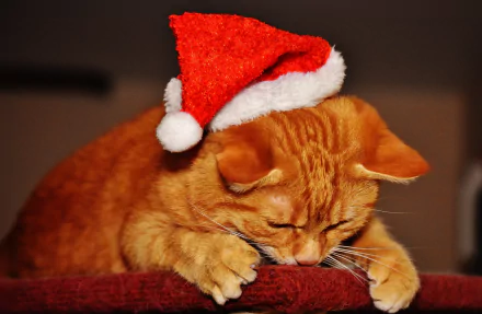 santa hat Animal cat HD Desktop Wallpaper | Background Image