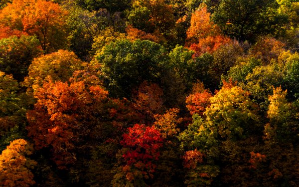 Nature Forest Tree Fall Colorful HD Wallpaper | Background Image