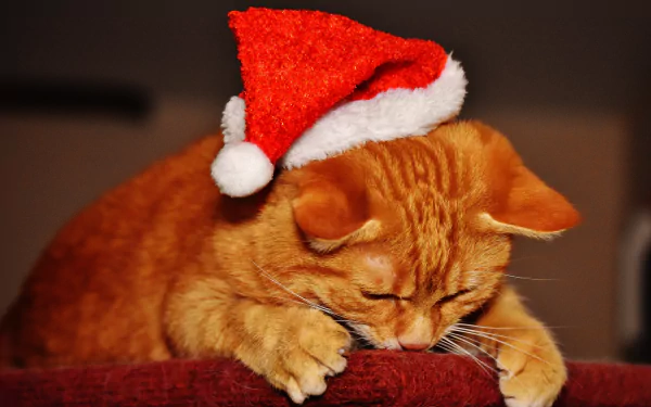 santa hat Animal cat HD Desktop Wallpaper | Background Image