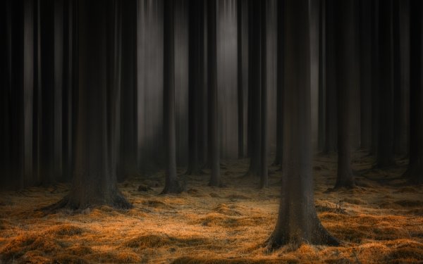 Nature Forest Tree HD Wallpaper | Background Image