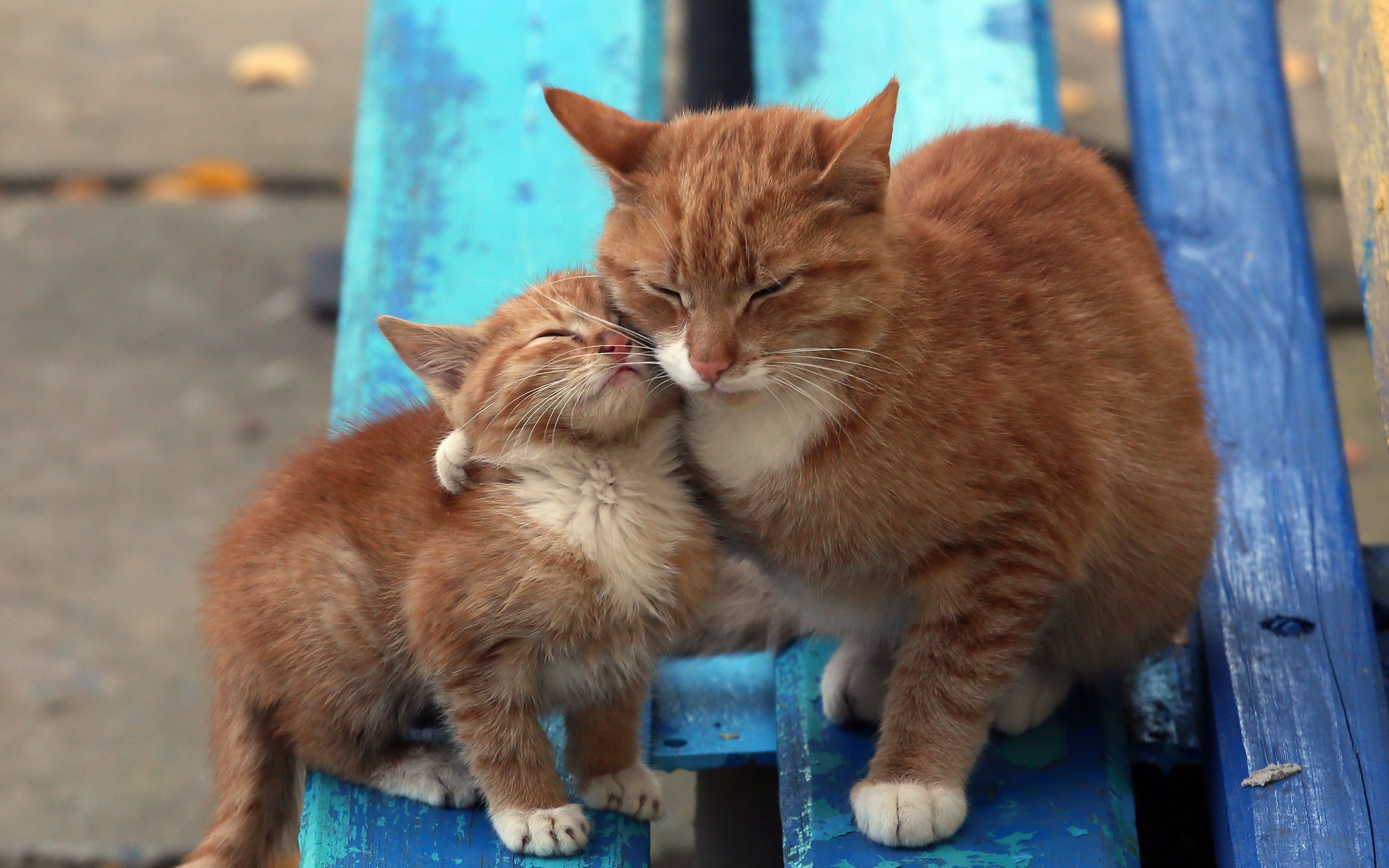 Download Cute Love Kitten Animal Cat Cute Cat HD Wallpaper