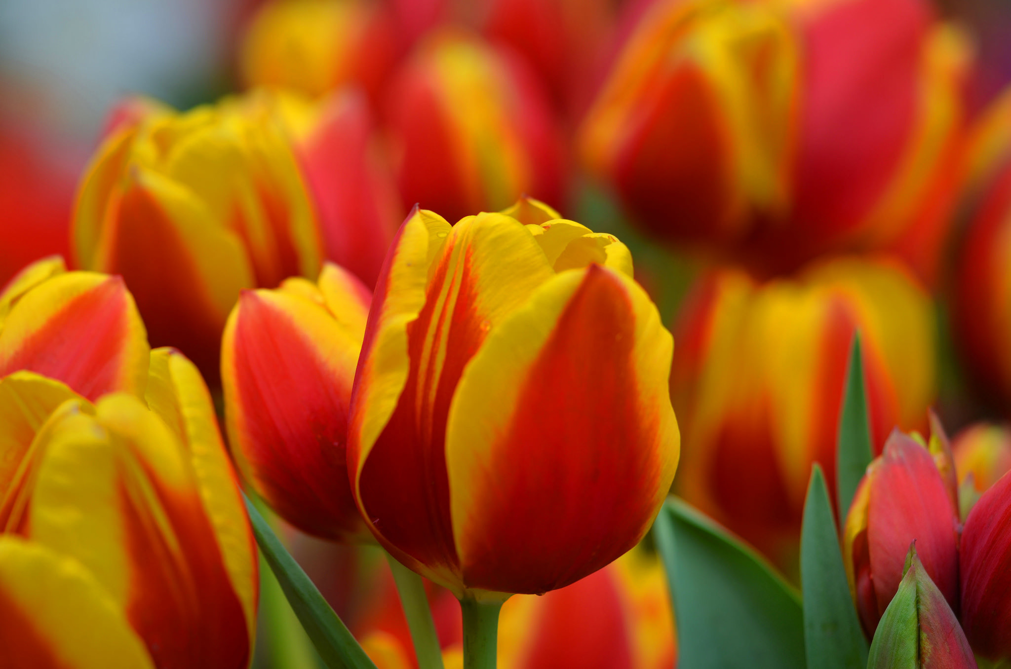Download Colorful Blur Close-up Flower Nature Tulip HD Wallpaper