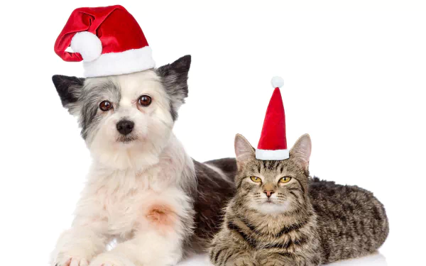 A cute dog and cat both wearing Santa hats, set against a white background, creating a festive Christmas-themed HD desktop wallpaper.