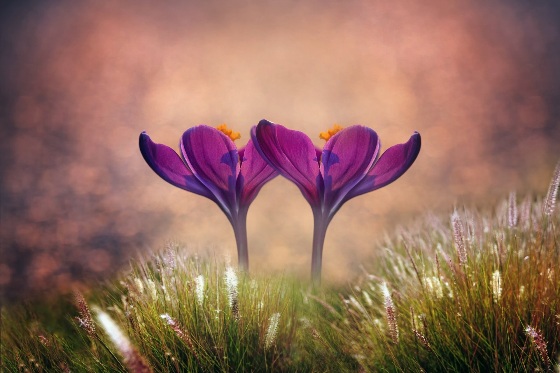 Two vibrant purple crocus flowers bloom amid green grass in a serene spring nature scene, captured in high definition as a PC desktop wallpaper and background.