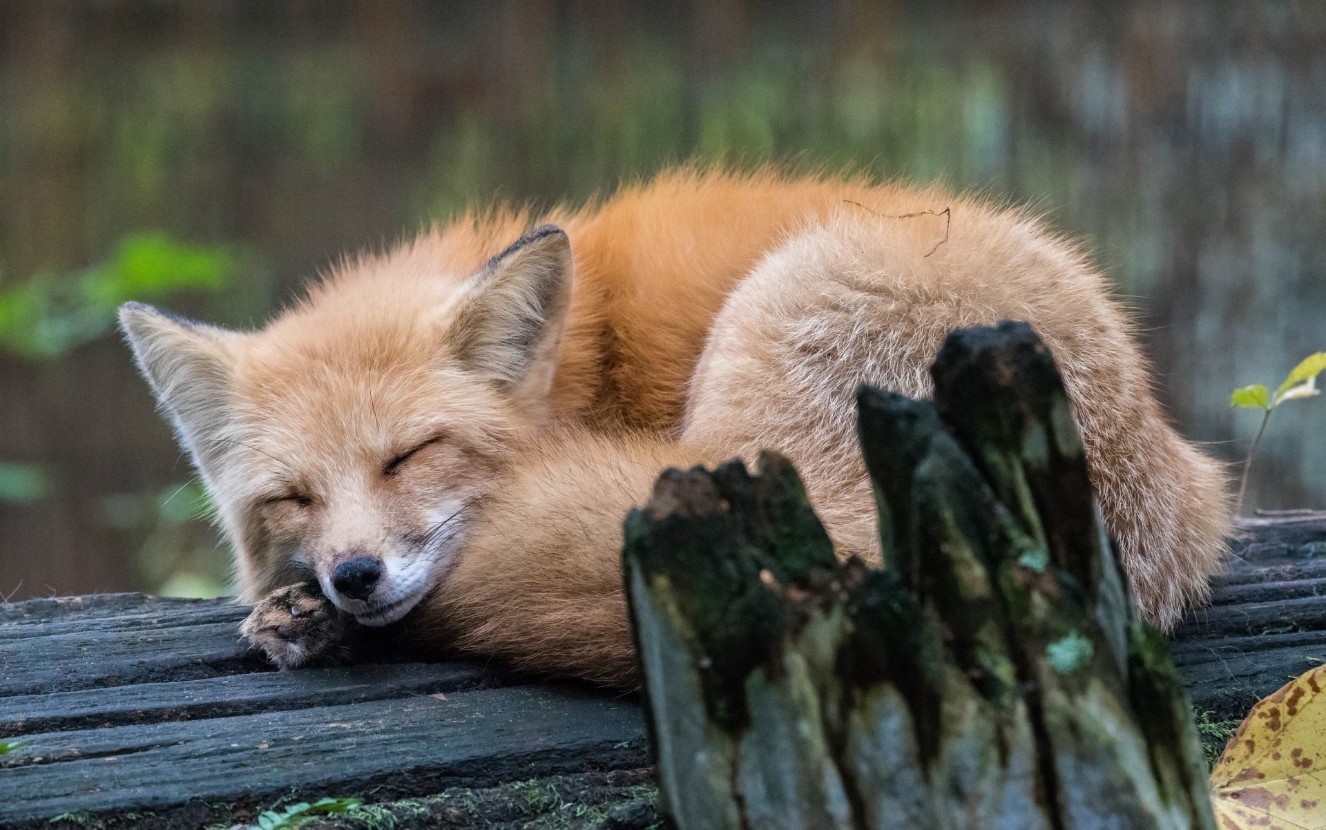 Download Sleeping Animal Fox HD Wallpaper