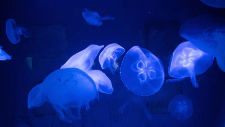 underwater blue Animal jellyfish HD Desktop Wallpaper | Background Image