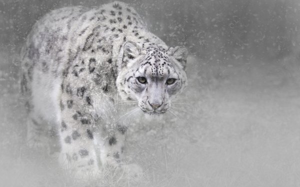 Animal Snow Leopard Cats Snowfall HD Wallpaper | Background Image