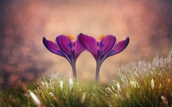 Two vibrant purple crocus flowers bloom amid green grass in a serene spring nature scene, captured in high definition as a PC desktop wallpaper and background.