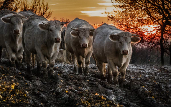 HD PC desktop wallpaper featuring a group of cows walking on muddy ground at sunset with silhouetted trees in the background.