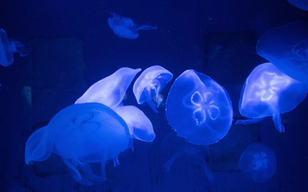underwater blue Animal jellyfish HD Desktop Wallpaper | Background Image