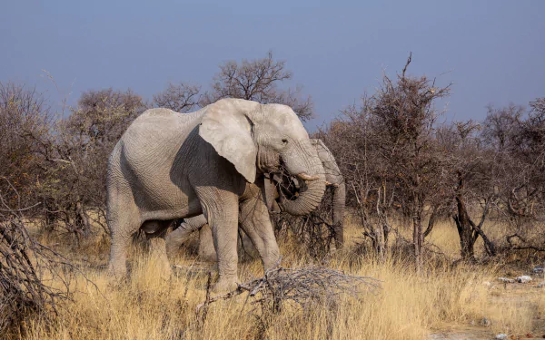  Elephants in Botswana Africa