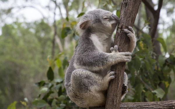 HD desktop wallpaper featuring a koala, a marsupial mammal, clinging to a tree branch in its natural leafy habitat.