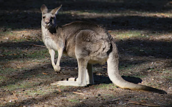 HD desktop wallpaper featuring a kangaroo, a marsupial mammal, standing on a sunlit forest floor with a shadowy background.