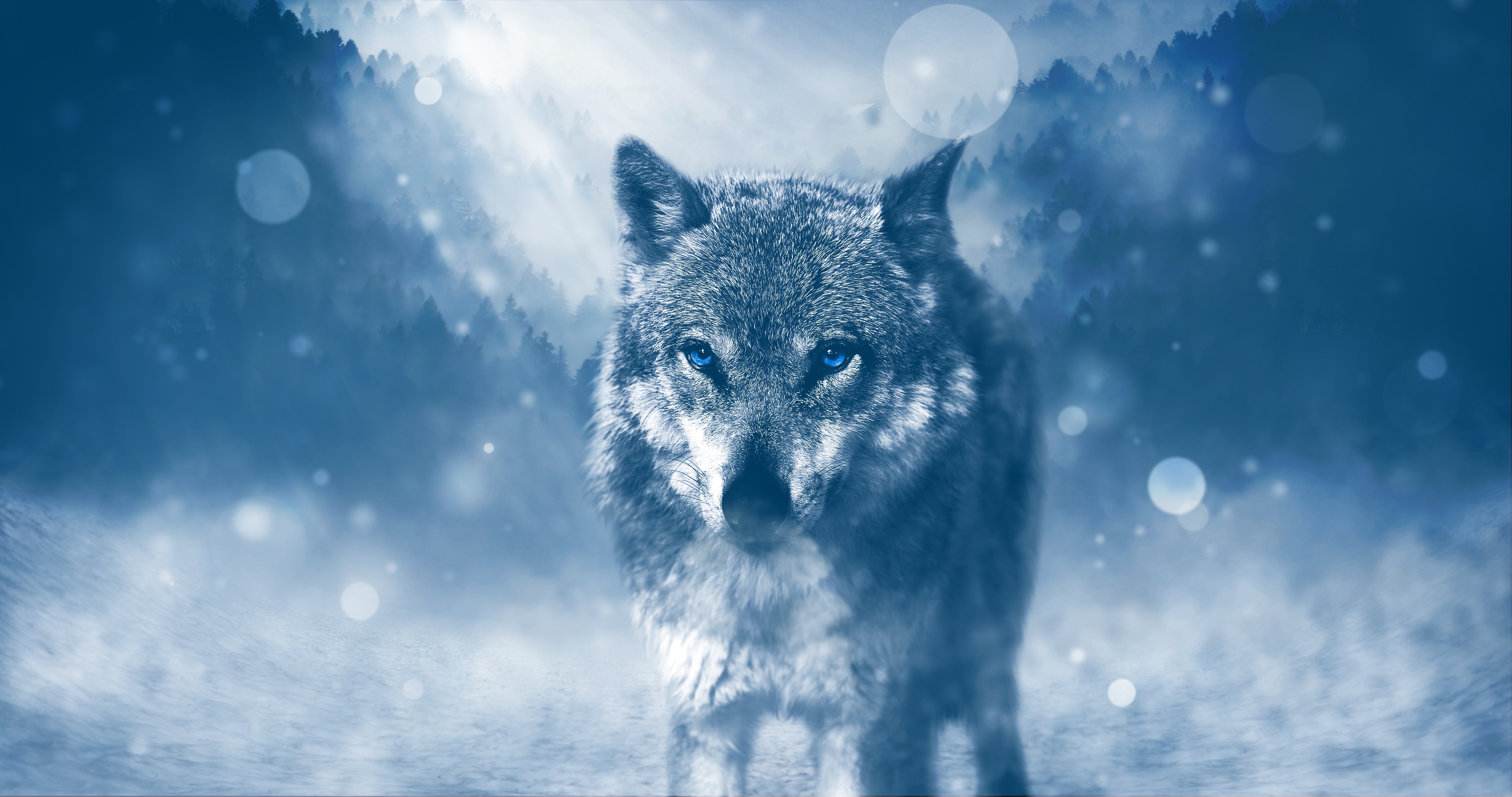Blue eyed wolf by Jonny Lindner