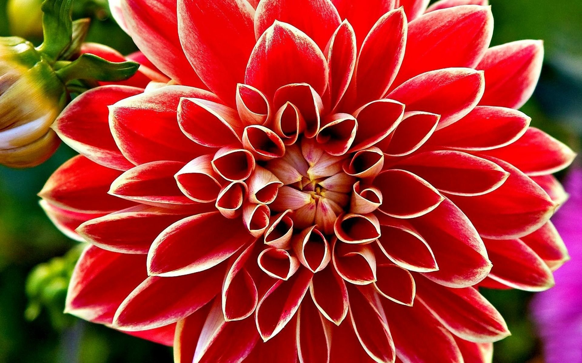 Download Red Flower Close-up Flower Nature Dahlia HD Wallpaper