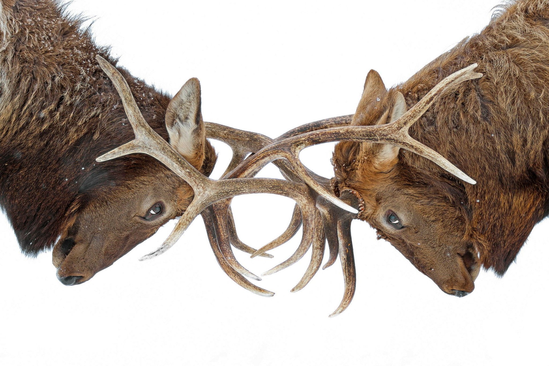 Download Antler Fight Animal Deer HD Wallpaper