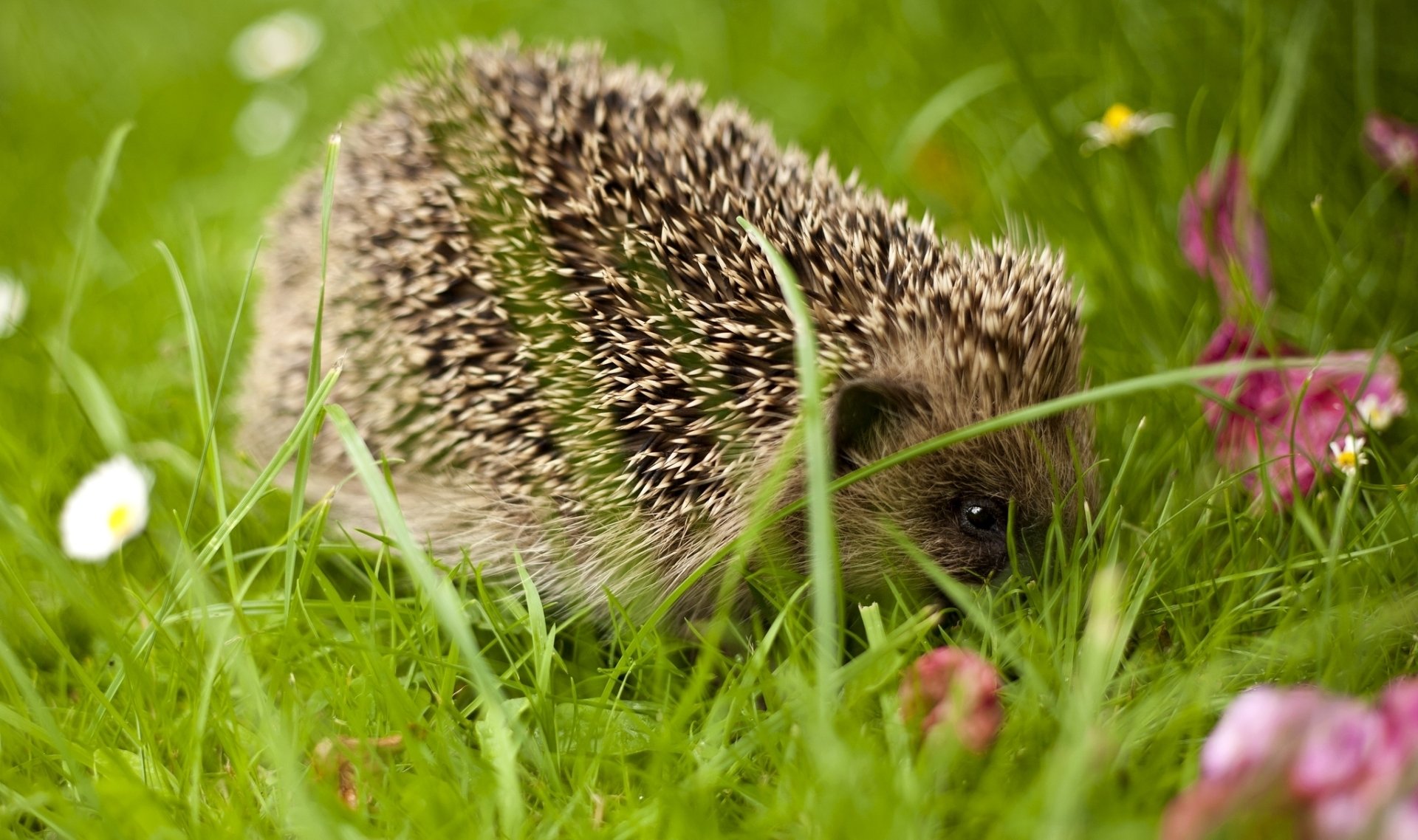 HD desktop wallpaper featuring a hedgehog nestled in green grass with scattered flowers, showcasing natural animal beauty and vibrant outdoor scenery.