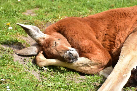 A red kangaroo, a marsupial mammal, sleeping peacefully on grass in this HD PC desktop wallpaper and background.