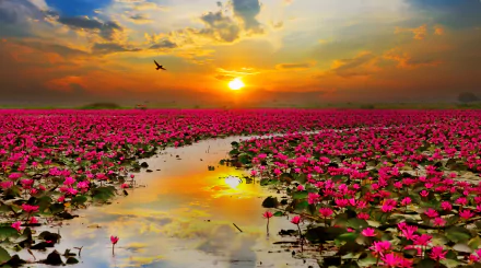 HD wallpaper featuring a serene sunset over a vast field of pink lotus flowers, with the glowing sun's reflection visible in the water and a bird flying in the sky.