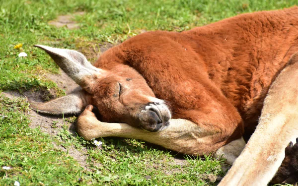 A red kangaroo, a marsupial mammal, sleeping peacefully on grass in this HD PC desktop wallpaper and background.