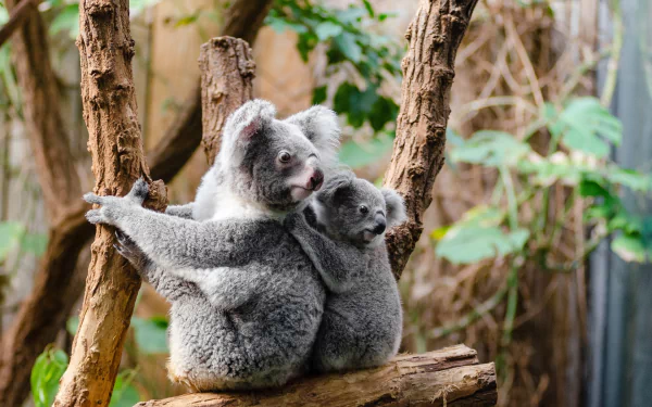 HD PC desktop wallpaper: a koala, a marsupial mammal, with her baby clinging to a tree branch against a leafy natural background.