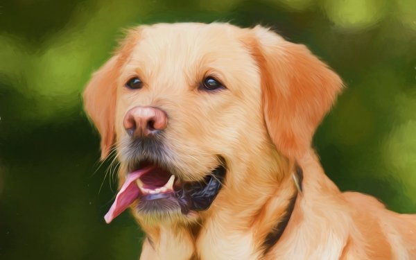 Animal Labrador Retriever Dogs Dog Portrait Oil Painting Painting HD Wallpaper | Background Image