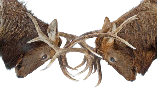 antler fight Animal deer HD Desktop Wallpaper | Background Image