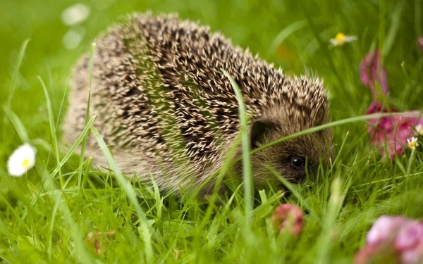 Animal Hedgehog Grass HD Wallpaper | Background Image
