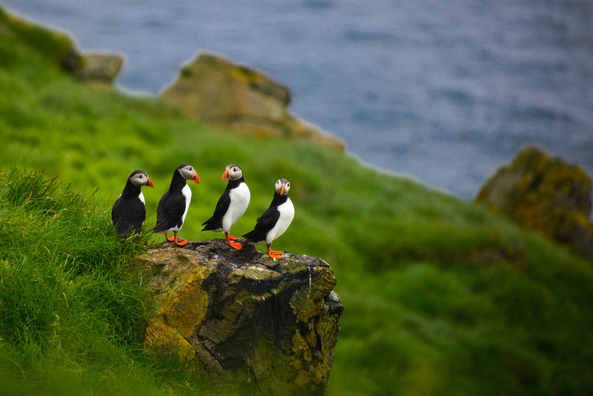 HD desktop wallpaper featuring a group of four cute puffins perched on a rock amid green grass with the ocean in the background.