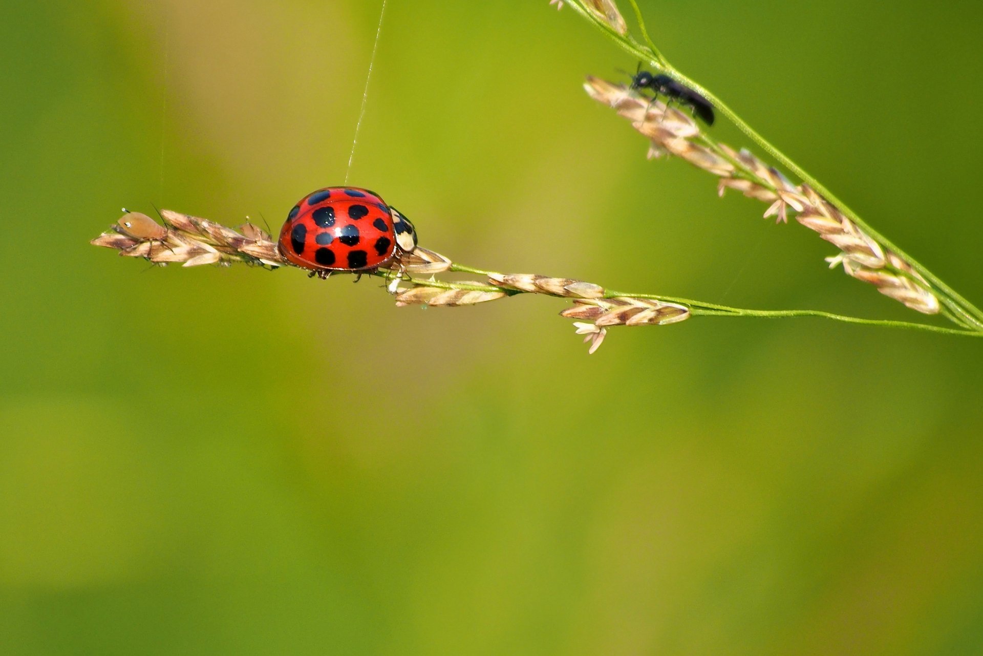 Download Macro Insect Animal Ladybug HD Wallpaper
