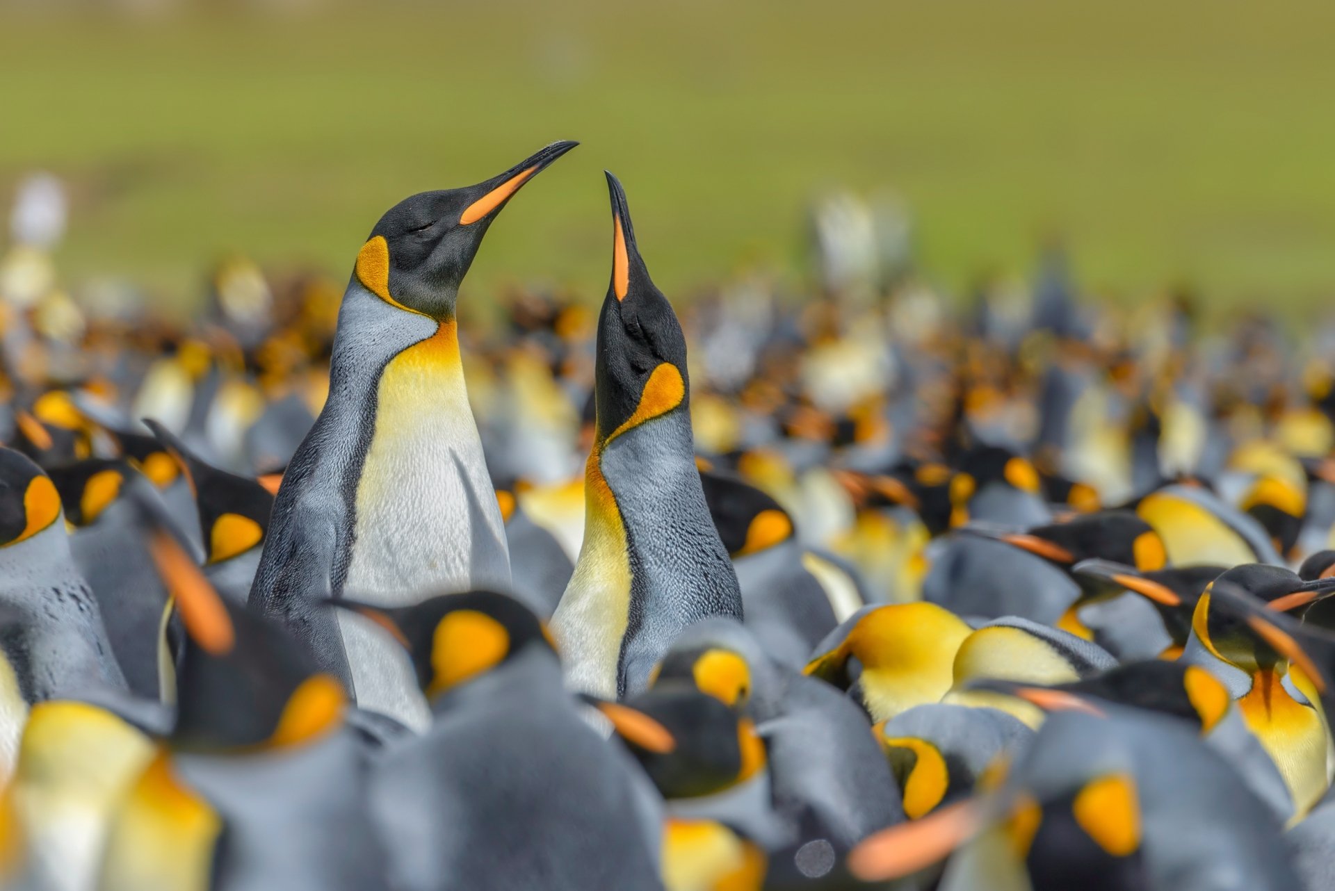 HD desktop wallpaper featuring a close-up of two king penguins amidst a blurred background of a large penguin colony.