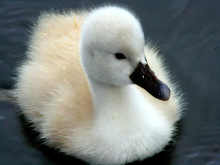  Cute Cygnet