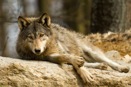  Resting Wolf