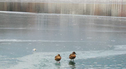 duck ice Animal mallard HD Desktop Wallpaper | Background Image
