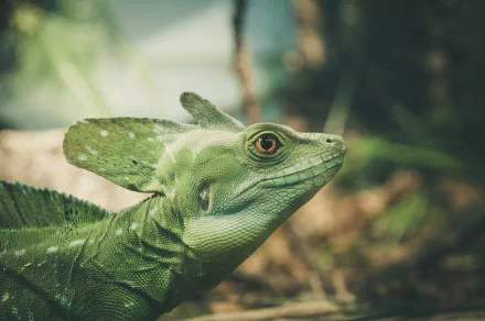 Close-up of a green basilisk lizard, a reptile animal with a crest, against blurred foliage — 4K Ultra HD PC desktop wallpaper background.