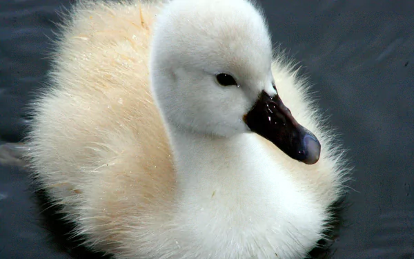 Close-up of a fluffy white cygnet floating on dark water, showcasing the delicate features of this cute baby swan in HD quality.