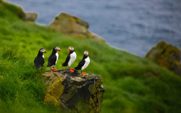 HD desktop wallpaper featuring a group of four cute puffins perched on a rock amid green grass with the ocean in the background.