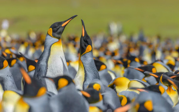 HD desktop wallpaper featuring a close-up of two king penguins amidst a blurred background of a large penguin colony.
