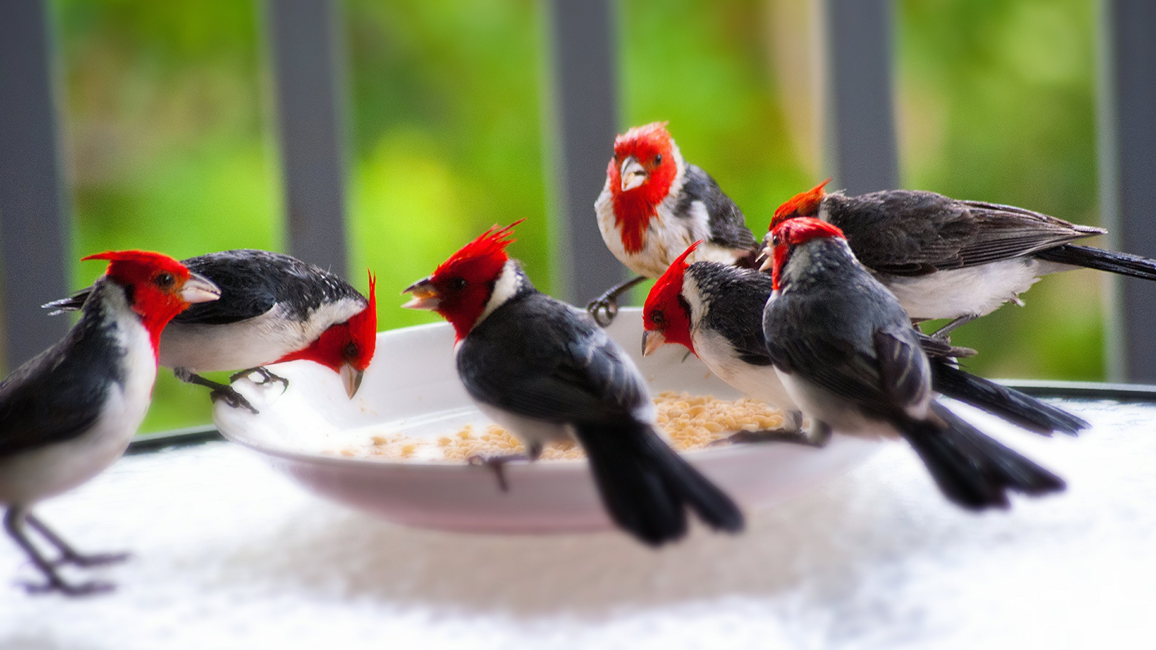 Red-Crested Cardinals by Kristin Klein